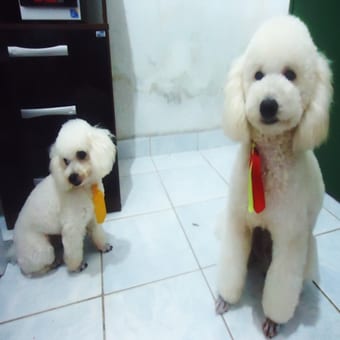 Foto de @es_mydog