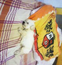 /es_mydog