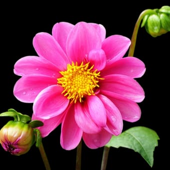 Foto de @plantando_sonhos