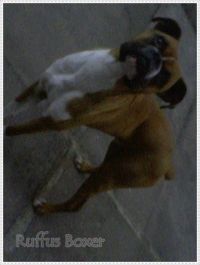 /ruffusboxer